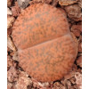 Fred's Redhorn - Seed